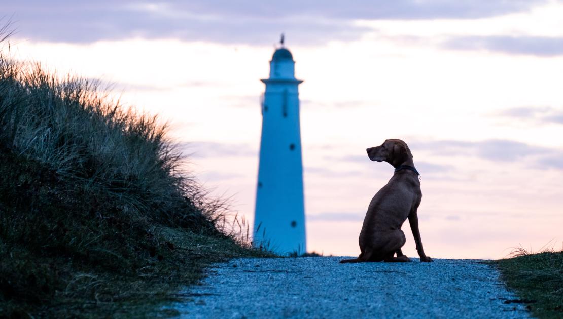Ferienhaus auf Schiermonnikoog mit Hund