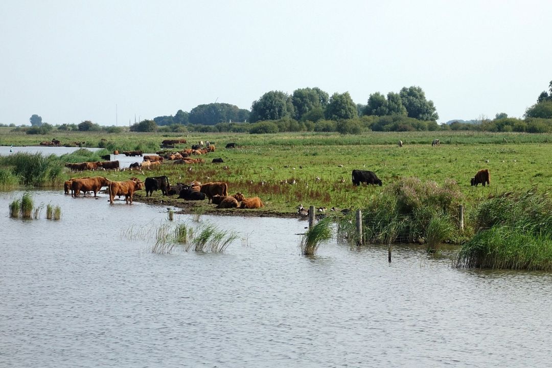 Vakantiehuisjes aan het Lauwersmeer