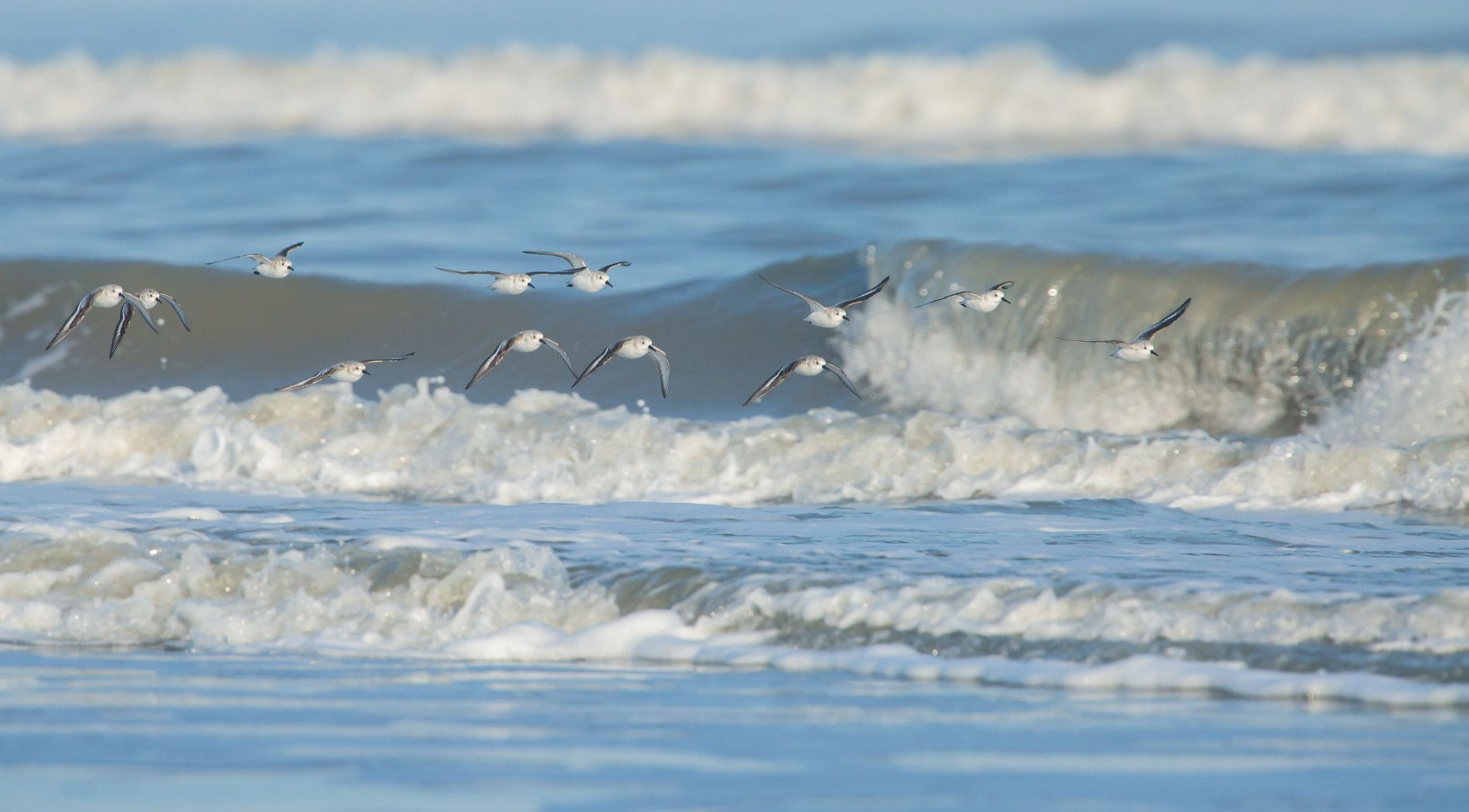 Vogelbeobachtung am Strand von Schiermonnikoog