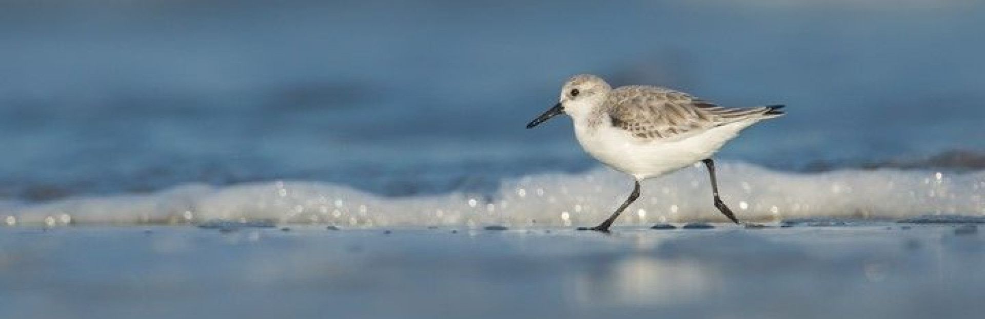 Flussuferläufer auf Schiermonnikoog