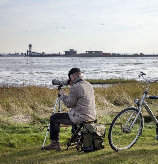 Vogelbeobachtung auf Schiermonnikoog